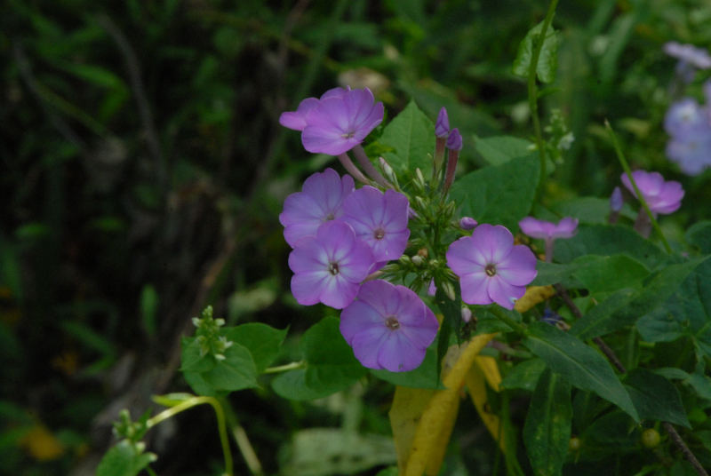 Poconos_2007_0092