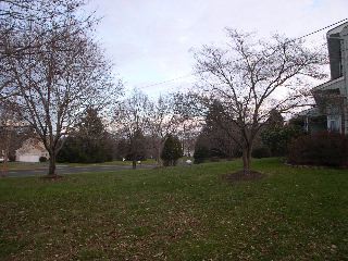 home-front-lawn